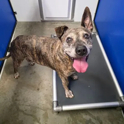 Mocka, Mixed Breed (Medium)