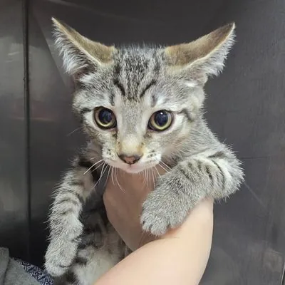 Lucy Lollipop, Domestic Shorthair