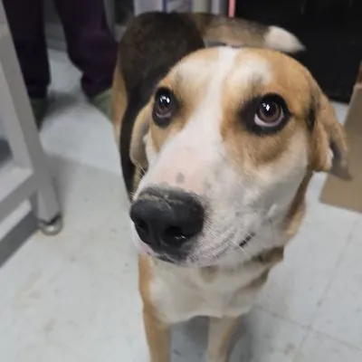 Bagel, Hound, Black and Tan Coonhound