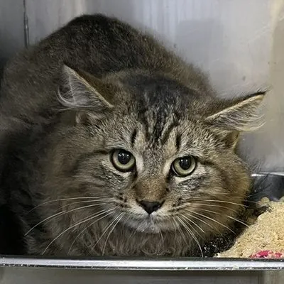 Curry, Domestic Medium Hair