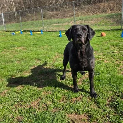 Midnight, Retriever, Labrador mix