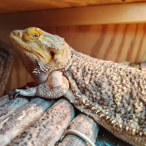 Aggie, other pet