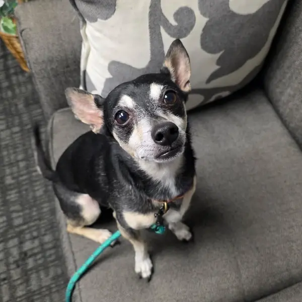 Ollie, Chihuahua