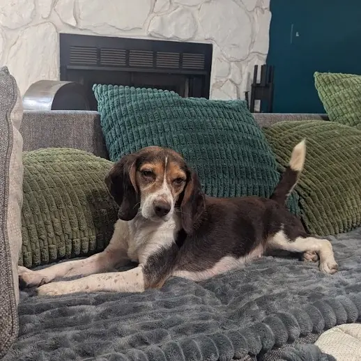 Babka, one of the beagles waiting in North Carolina