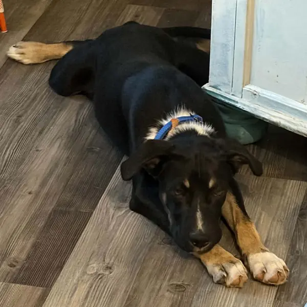 Max, Shepherd