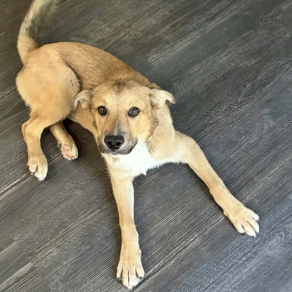 Buddie, Shepherd