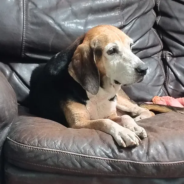 Rosie, Coonhound and Beagle mix