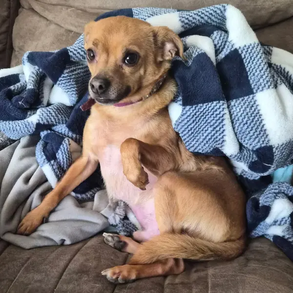 Buddy, Chihuahua