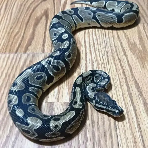 Carmello, other pet