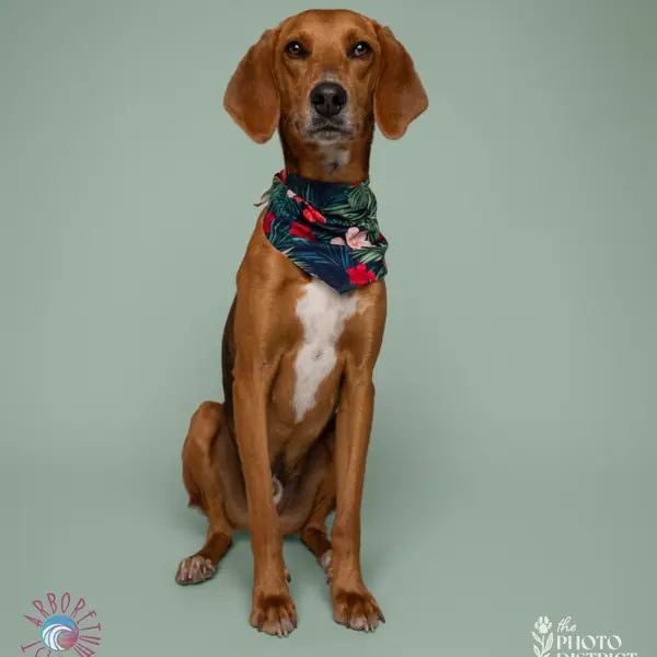 Bacon, Hound