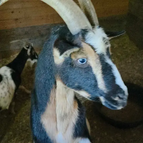 Corona, Nigerian Dwarf