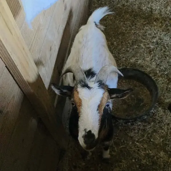Freddie, Nigerian Dwarf