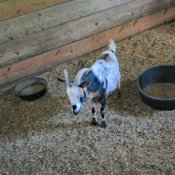 Frankie, Nigerian Dwarf