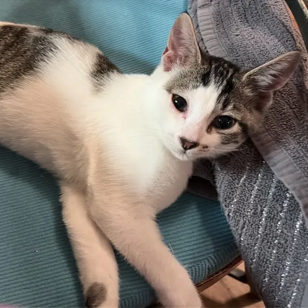 Ringo, Domestic Shorthair