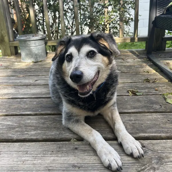 Trigger, Cattle Dog, Australian (Blue Heeler)