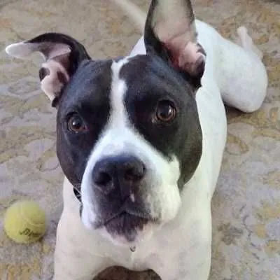Lexi, American Staffordshire Terrier