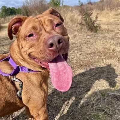 Reeses, American Staffordshire Terrier