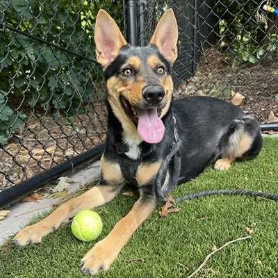 Onyx, Shepherd and Rottweiler mix