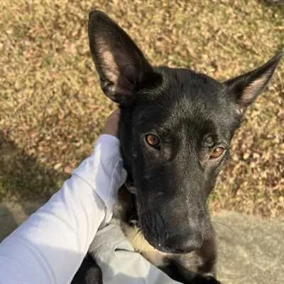 Lil Ceaser, German Shepherd