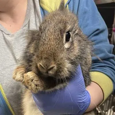 Shirley, Lionhead and New Zealand mix