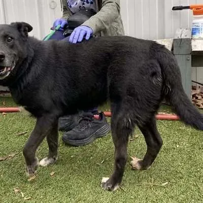 Shellie, Labrador