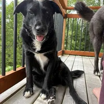 Tina, Labrador