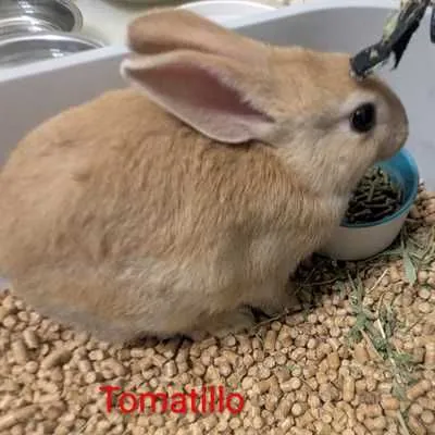 Tomatillo, Lionhead