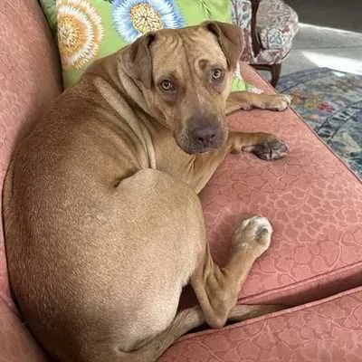 Tootie, Large Terrier Cross