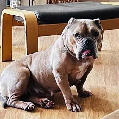 Nia, American Bulldog