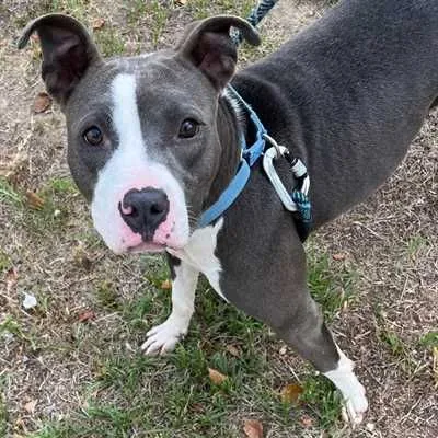 Strawberry Daiquiri, one of the pit bull type dogs waiting in North Carolina