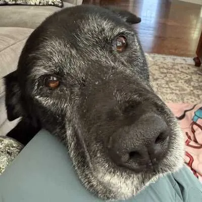 Mikey, Labrador