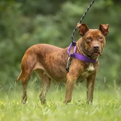 She-Ra, Medium Terrier Cross