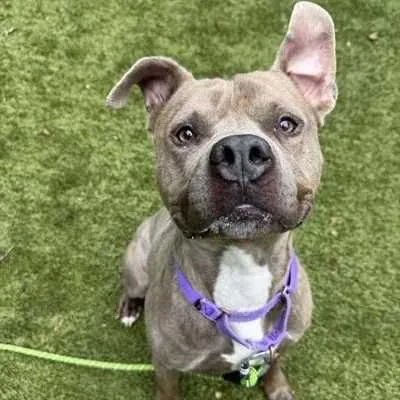 Bruce, American Staffordshire Terrier