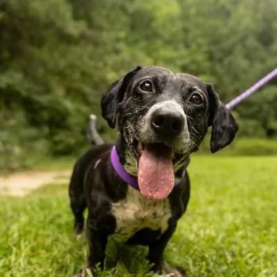 Miyabi, one of the dachshunds waiting in North Carolina