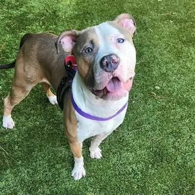 Victorious, American Bulldog