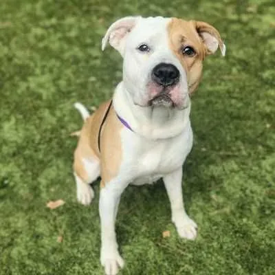 Grog, American Bulldog