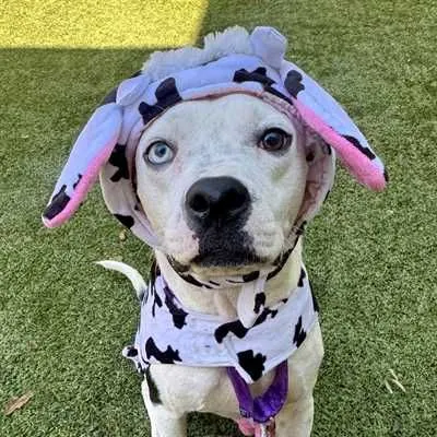 Cow, American Staffordshire Terrier