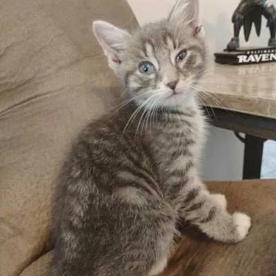 Earth, Domestic Short Hair