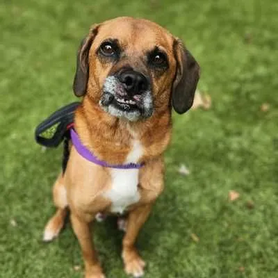 Dodger, Beagle and Pug mix