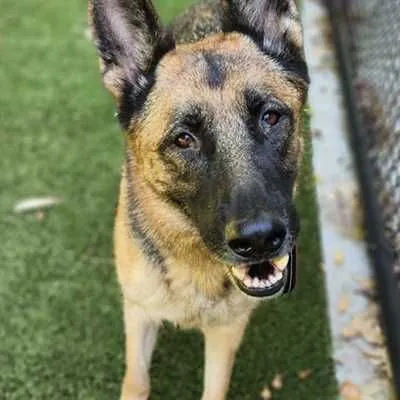 Marigold, German Shepherd