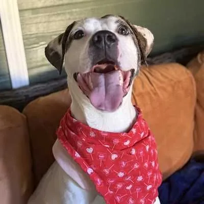 Onyx, American Staffordshire Terrier