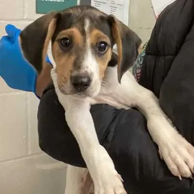 Plucky, Hound