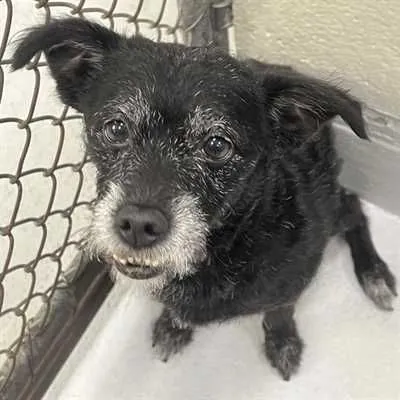 Timbuktoof, one of the senior dogs waiting in North Carolina