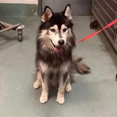 Rocky, Siberian Husky