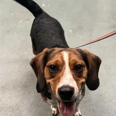 Tiny Dancer, Beagle