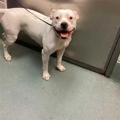 Allen, American Staffordshire Terrier