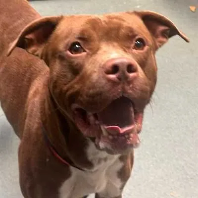Farmer Ne-Yo, Large Terrier Cross