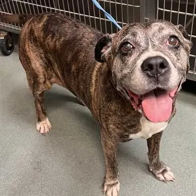 Wendy Willow, Boxer