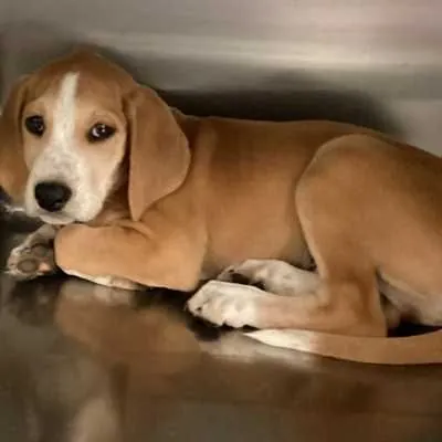 Jubilant, Beagle