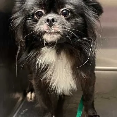Gobby/storm, Pomeranian and Chihuahua mix